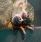 Wild Smiles Pediatric Dentistry - Monkey mascot sleeping